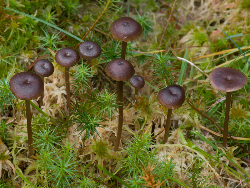 Tephrocybe palustris